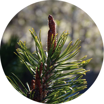 Ponderosa Pine Cone Essential Oil - Living Libations