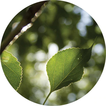 Poplar Balsam Essential Oil - Living Libations
