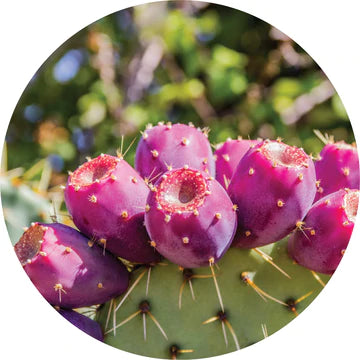 Prickly Pear Carrier Oil - Living Libations