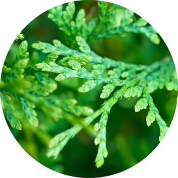 Cedar Leaf, Red Essential Oil - Living Libations