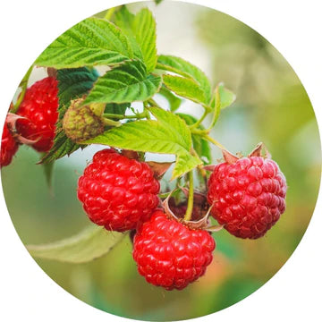 Raspberry Seed Red Carrier Oil - Living Libations