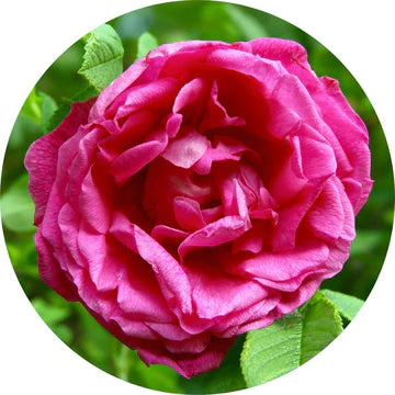 Rose Absolute - Żywe Libacje