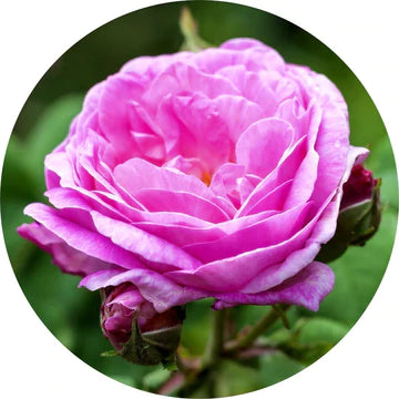 Rose de Mai Absolue - Libations Vivantes