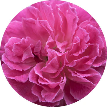 Rose Otto Essential Oil - Living Libations