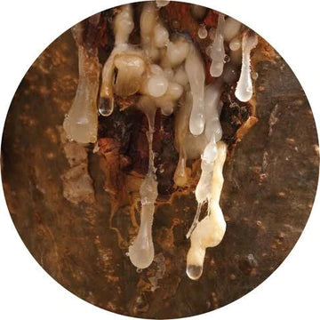 Frankincense Royal Hojari Essential Oil - Living Libations-Live in the Light Naturally Ltd