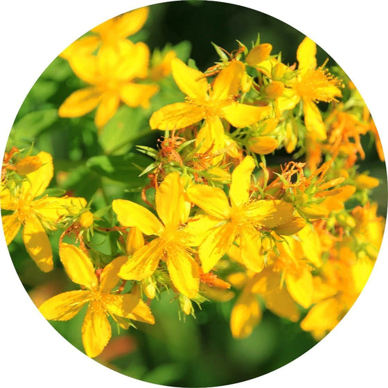 Saint Johns Wort Carrier Oil 100ml - Living Libations-Live in the Light Naturally Ltd