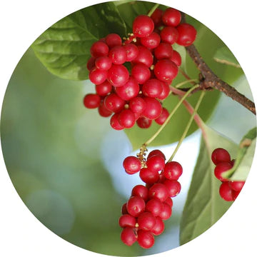 Schizandra Berry Essential Oil - Living Libations