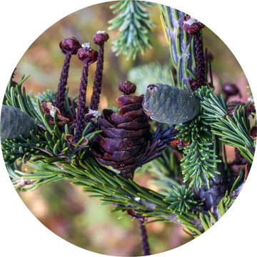 Fir, Siberian Essential Oil - Living Libations