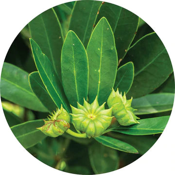 Star Anise Essential Oil - Living Libations