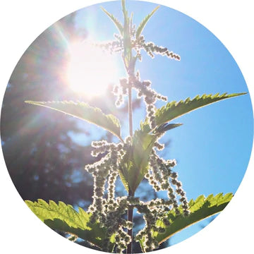 Stinging Nettle Essential Oil - Living Libations