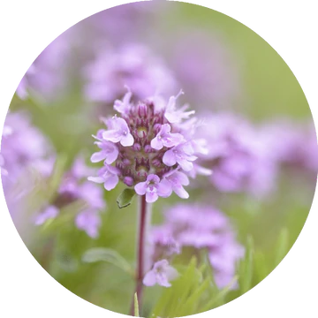 Thyme Sweet Essential Oil - Living Libations