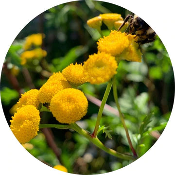 Tansy Blue Essential Oil - Living Libations