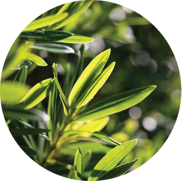 Huile essentielle d&#39;arbre à thé - Living Libations