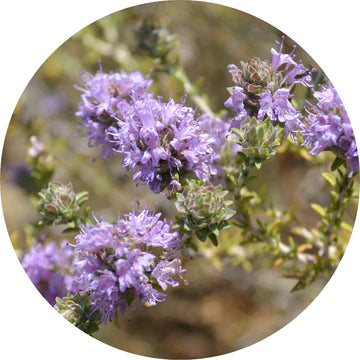 Thyme Essential Oil - Living Libations