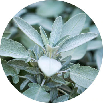 Sage, White Essential Oil - Living Libations